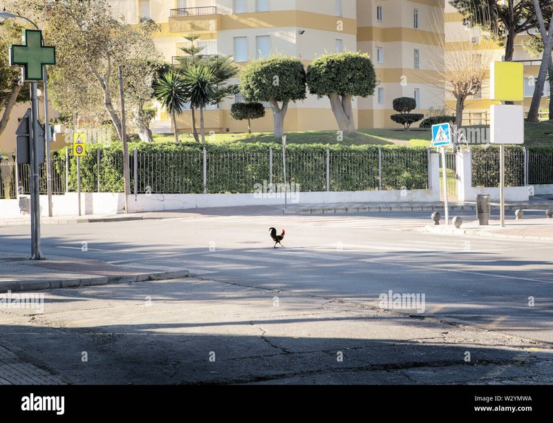 Best chicken road in Spain Best chicken road in Spain
