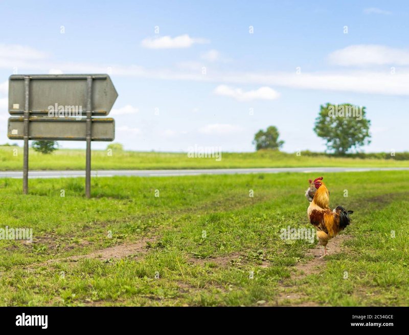 Ontdek de Smakelijke Wereld van Chicken Road in het Nederlands Online Casino in Netherlands