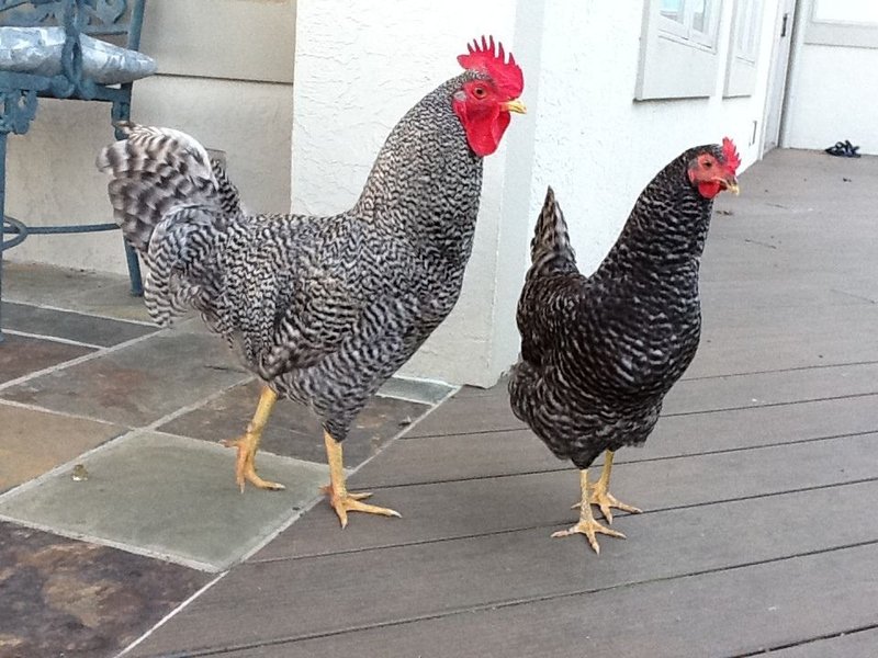Het Gokplezier van Chicken Road: Een Gokspel met Veel Spanning en Beloningen - overview