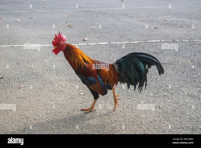 Chicken road, jocul chicken road Chicken road, jocul chicken road
